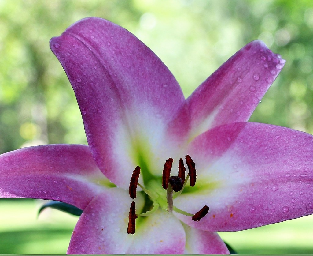 Living by the Law of&nbsp;Love