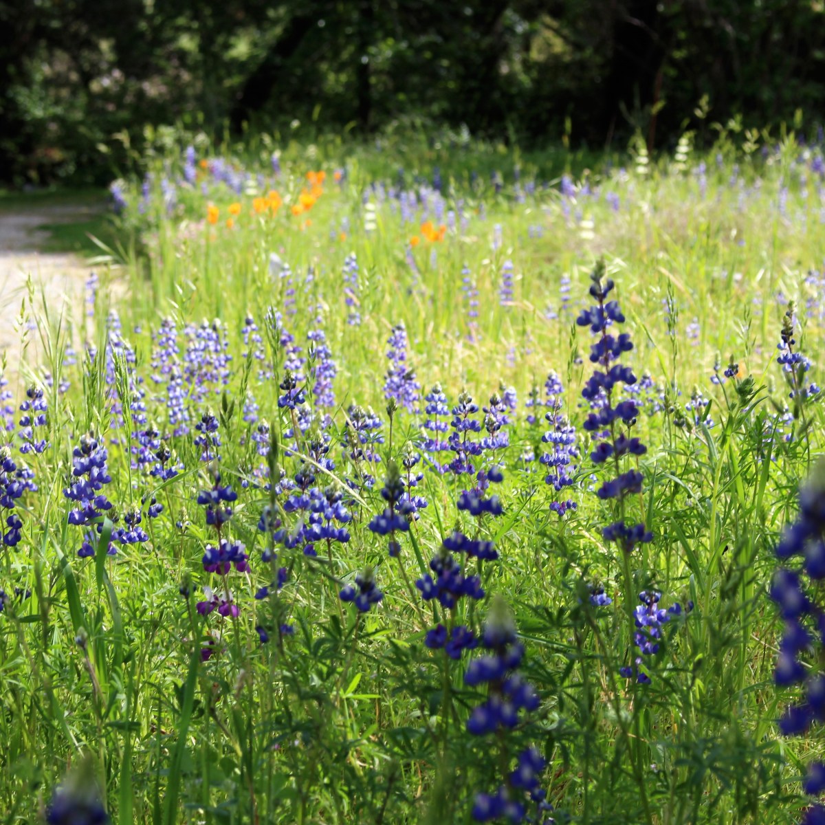 Still Waters, Right&nbsp;Paths