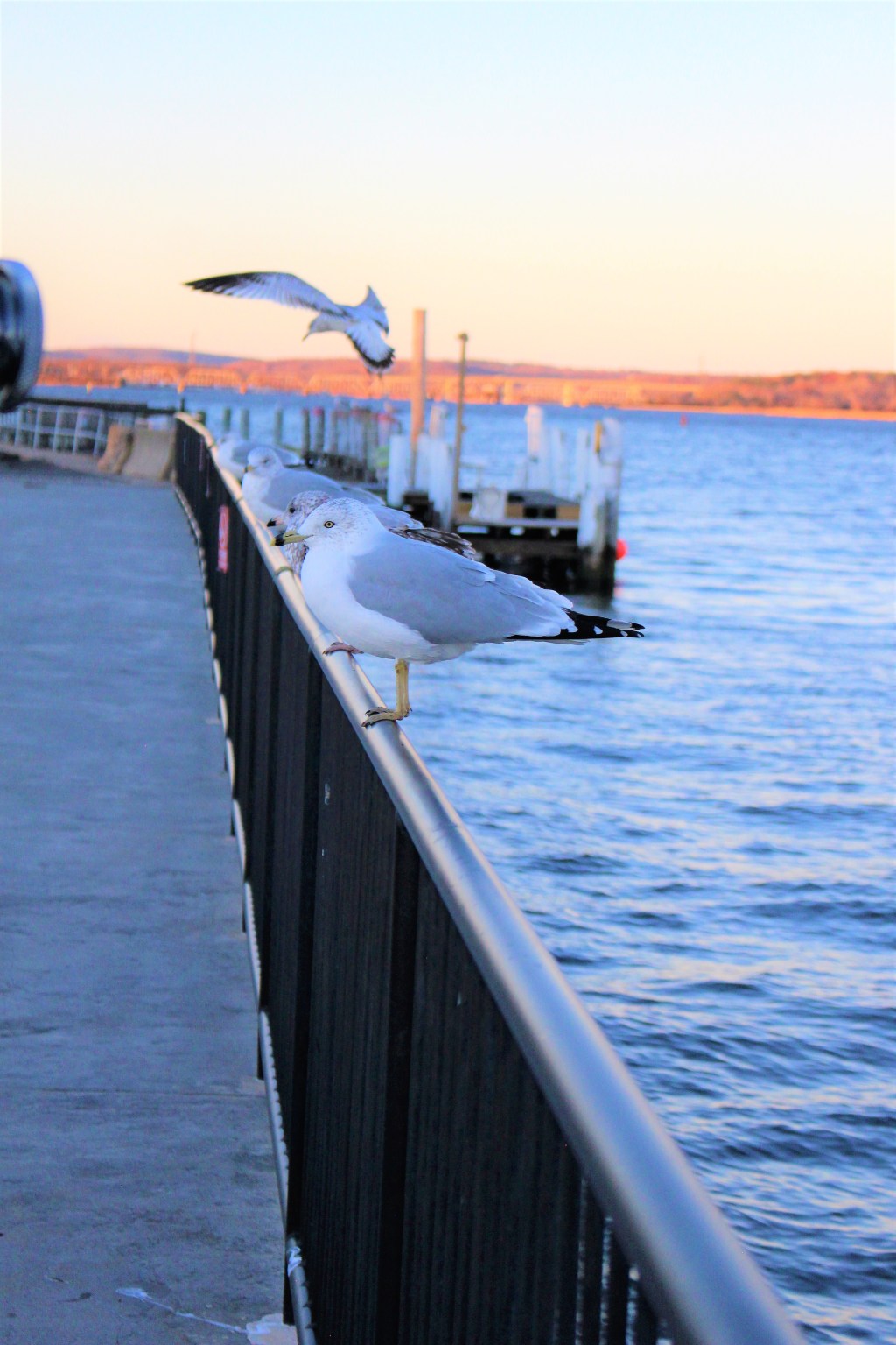 Covered by His&nbsp;Wings