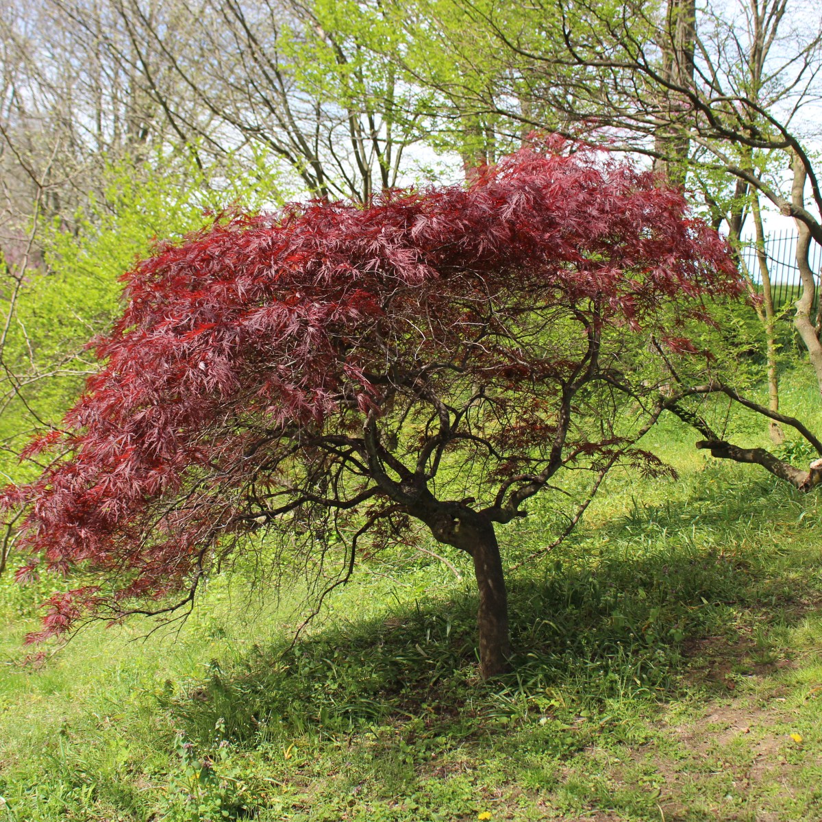 Love That Never&nbsp;Fails