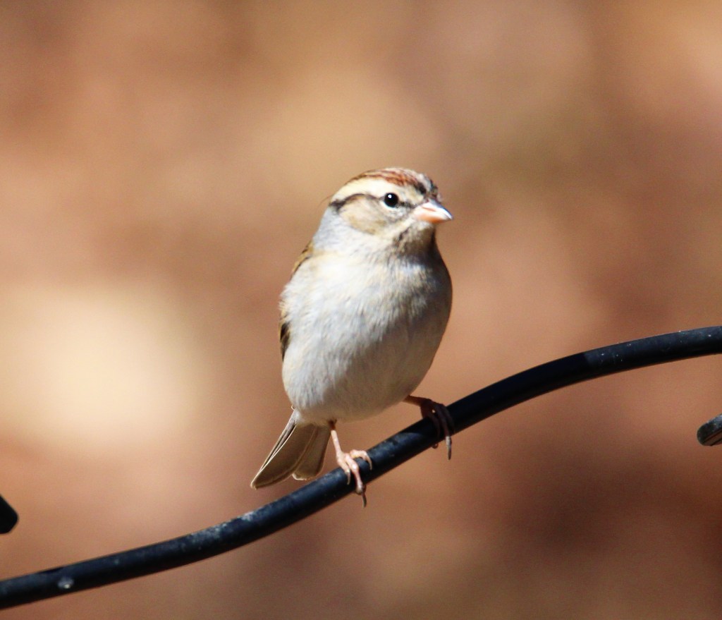 A New Creation in&nbsp;Christ