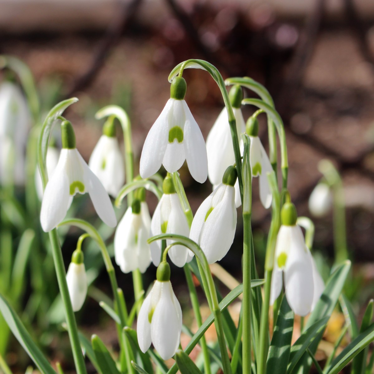 Remaining Connected to the&nbsp;Vine