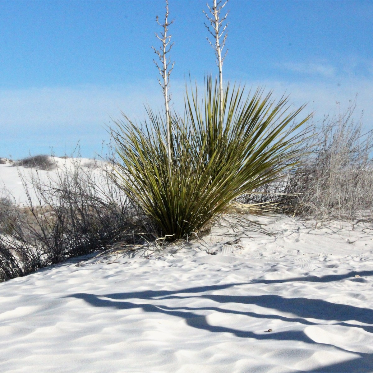 Love That Chooses&nbsp;First