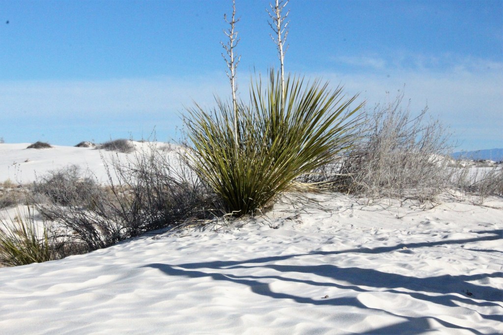 Love That Chooses&nbsp;First