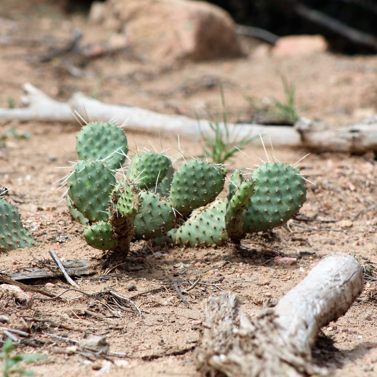 Angels in the&nbsp;Desert