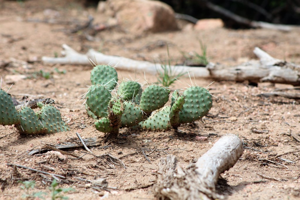 Angels in the&nbsp;Desert