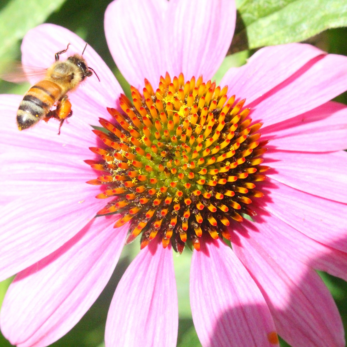 Zacchaeus’ Turning