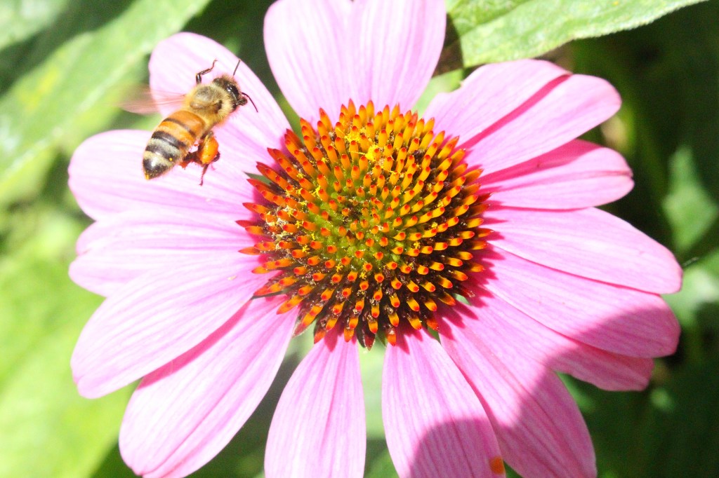 Zacchaeus’ Turning