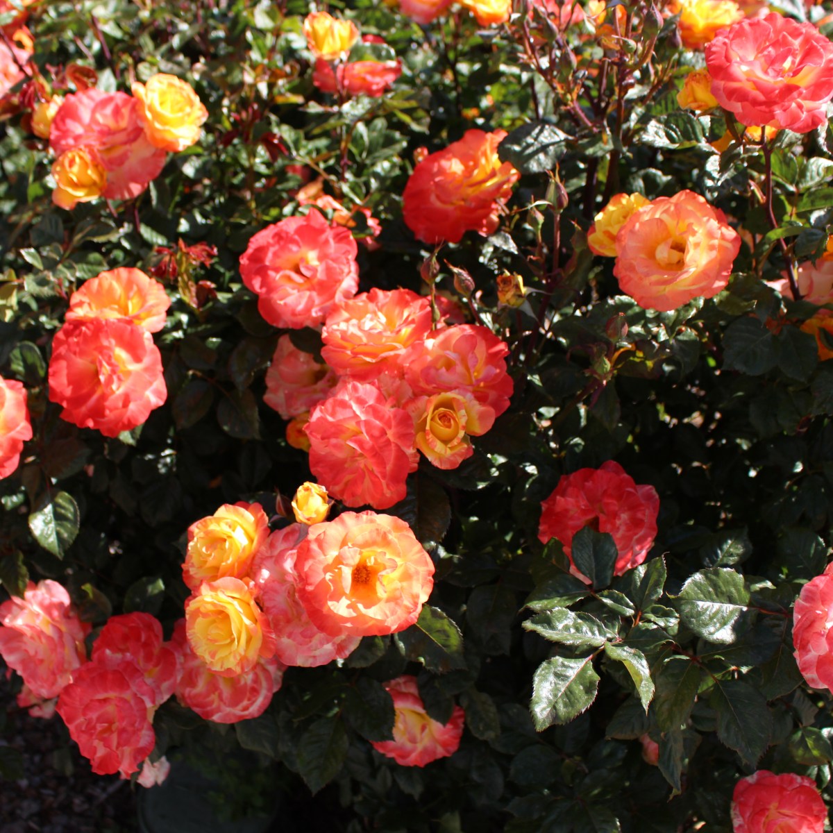 Letting God Prune&nbsp;You