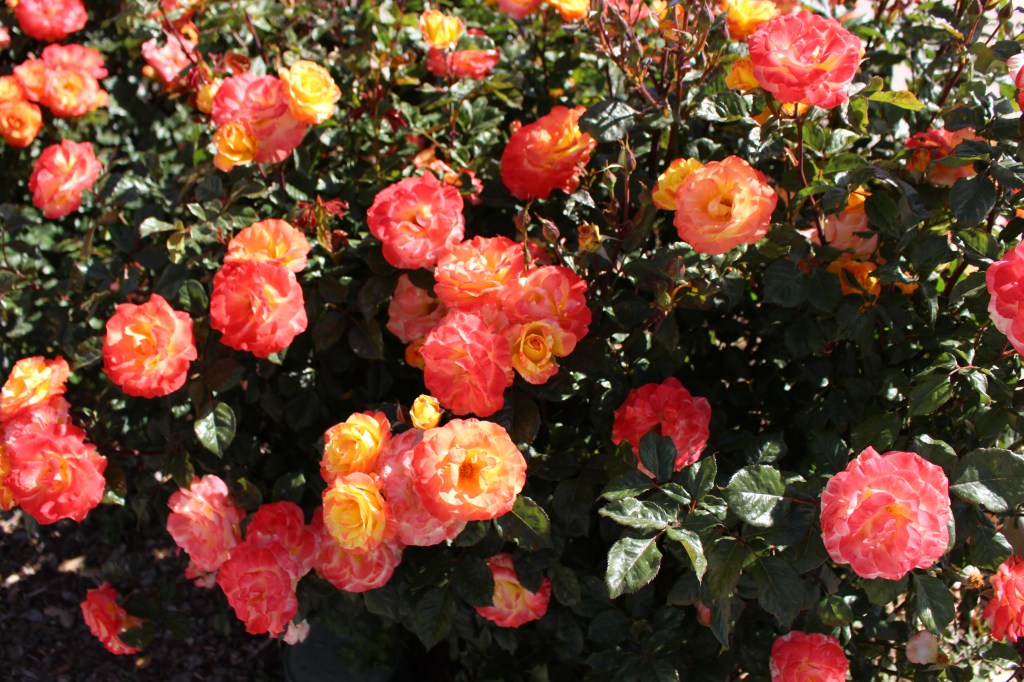 Letting God Prune&nbsp;You