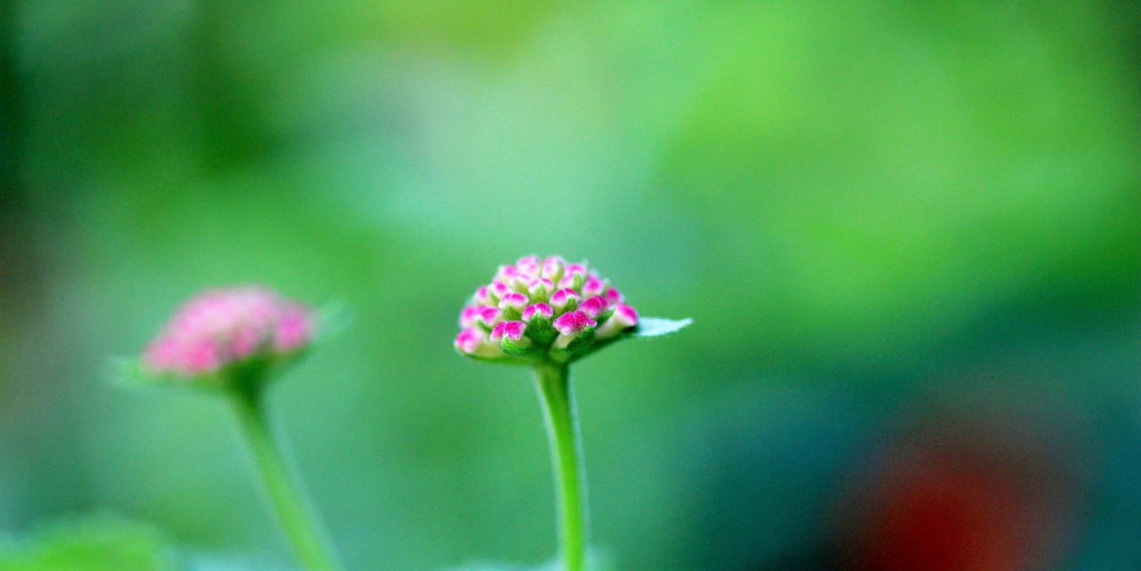 Trusting the Shepherd